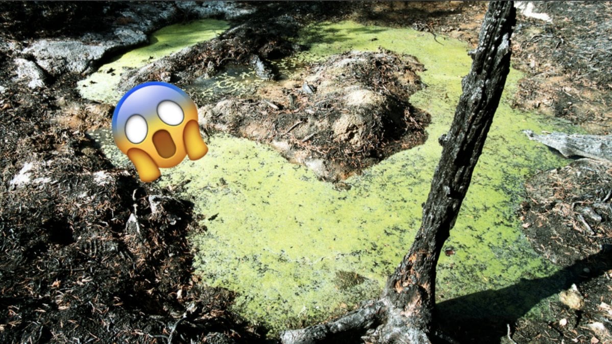Experten-avrader-fran-bad-pa-grund-av-alger